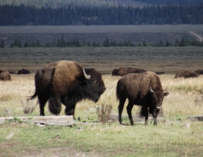 Glacier National Park studies the possible return of free-roaming bison