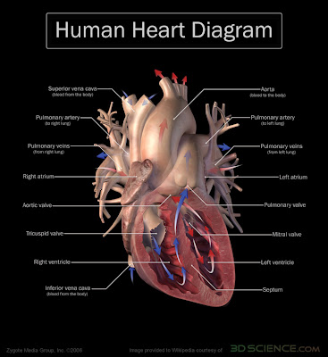 +heart+diagram+to+label