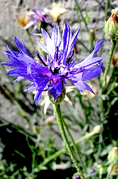 http://fr.wikipedia.org/wiki/Centaurea_cyanus