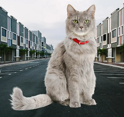 Maine Coon cat wearing a collar