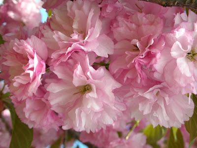 kwanzan cherry tree leaves. Kwanzan cherry blossoms.