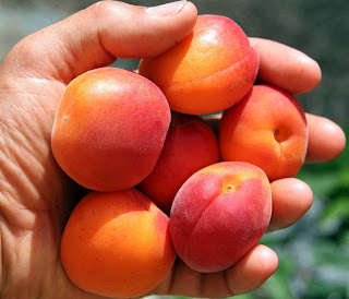 Benefits of apricot,heath,apricot benefits