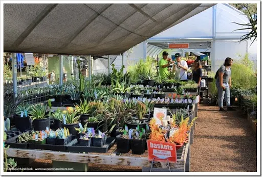 After an unseasonal oestrus moving ridge a calendar week agone it Ruth Bancroft Garden 2016 autumn establish sale recap