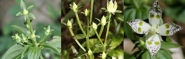 Swertia bimaculata, चिराईतो, Chiraito