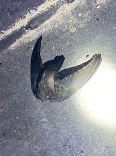 Phát hiện chim yến chết mất đầu trong nhà yến do tắc kè.