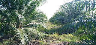 Jenis-jenis Gulma di perkebunan kelapa sawit
