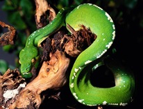 piton-verde-arboricola1