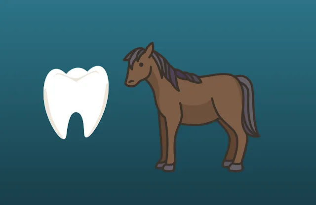 Horse Age by Teeth