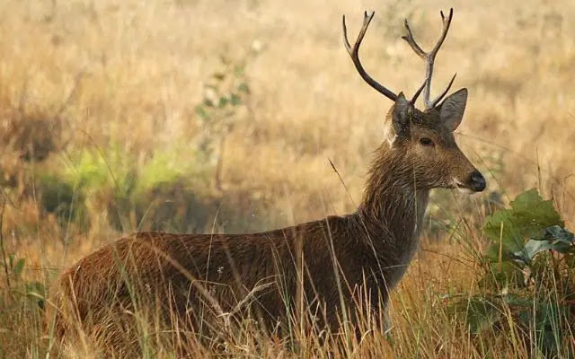 15 Animals with the Longest Horns in the World