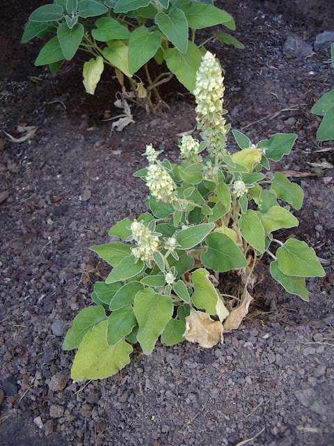 Sideritis pumila 02