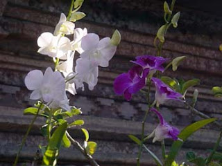 bali orchid, nice flower, bali nice