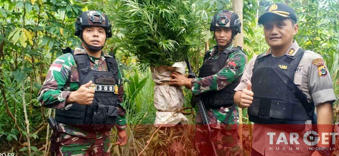 Pembongkaran Ladang Ganja Oleh Satgas Raider 300 Bersama Polres Keerom