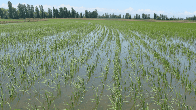 FENARROZ REITERA AGRADECIMIENTO AL PRESIDENTE POR DAR EL FRENTE ANTE DR-CAFTA Y PRODUCTORES DE ARROZ