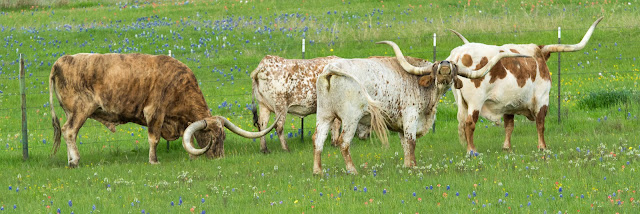 Texas Longhorns, Union Hill Road