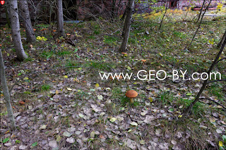 Chernobyl Exclusion Zone. Pripyat town. First encountered mushrooms