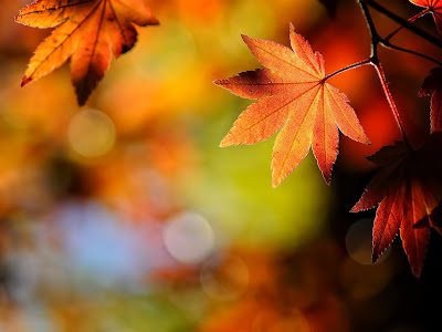 Autumn Season Standard Resolution Wallpaper 27