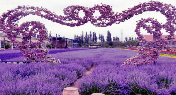 Bunga Lavender Bisa Di Makan