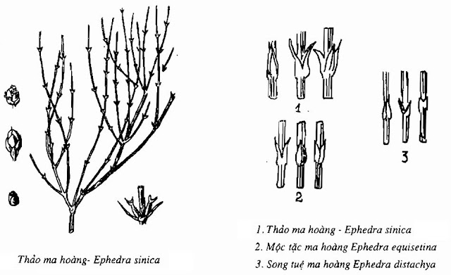 Hình vẽ Ma Hoàng - Ephedra sinica; Ephedra equisetina; Ephedra intermedia - Nguyên liệu làm thuốc Chữa Cảm Sốt