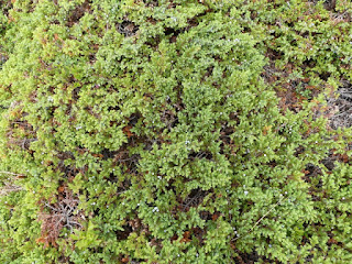 Genévrier commun - Genièvre - Juniperus communis