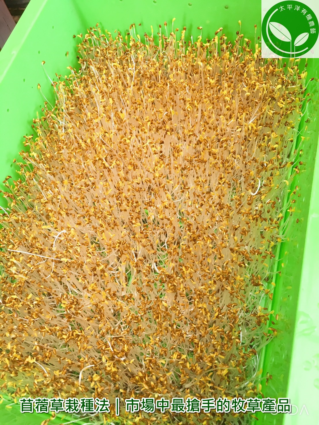 苜蓿草栽種法 市場中最搶手的牧草產品 芽菜自己在家簡單種 有機無毒自己來把關 痞客邦 苜蓿草栽種法 市場中最搶手的牧草產品 芽菜自己在家簡單種 有機無毒自己來把關 痞客邦