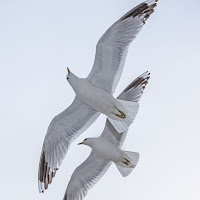 Mew Gulls in flight – Vaxholm, Sweden – June 2013 – photo by Bengt Nyman