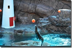 Underwater World - Seal