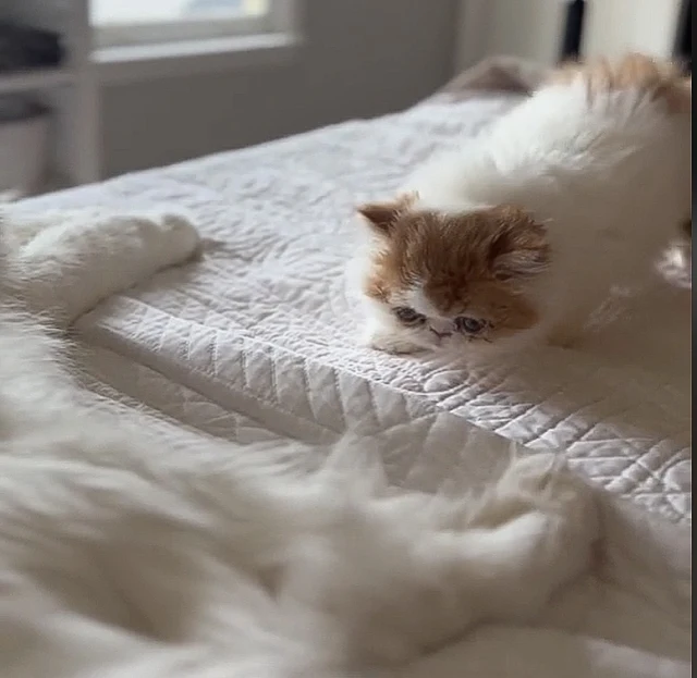 The cutest Persian kitten gingerly sneaks up to a majestic snow-white Maine Coon who looks on with calm disdain