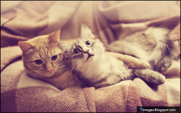 Cat, couple, hug, cute, bed