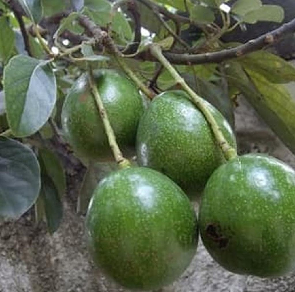 jual bibit buah cepat berbunga alpukat asli cipedak sekali tumbuhnya Sumatra Barat