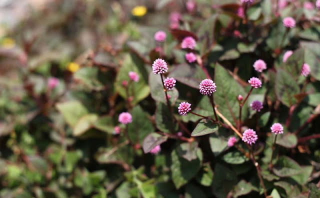 Persicaria Capitata Flowers Pictures