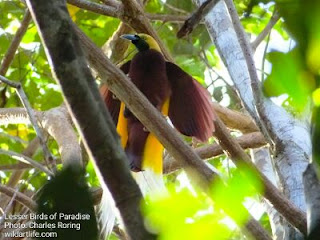 This yellow paradise bird (Cendrawasih Kuning) or Lesser Birds of Paradise lives in the forest of West Papua.