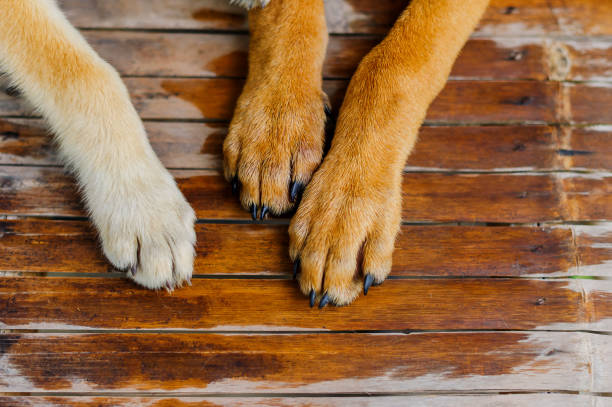 Patas hinchadas en perros: Causas, tratamiento y prevención