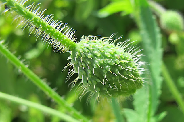 de mooiste foto's uit mijn tuin van juni 2012