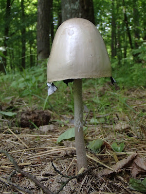 Mazury, Bełdany, grzyby czerwcowe, Łuszczak zmienny, Kuehneromyces mutabilis, gnojanka żółtawa, Bolbitius titubans, krowiak podwinięty, olszówka, Paxillus involutus, kołpaczek dzwonkowaty, Panaeolus sphinctrinus