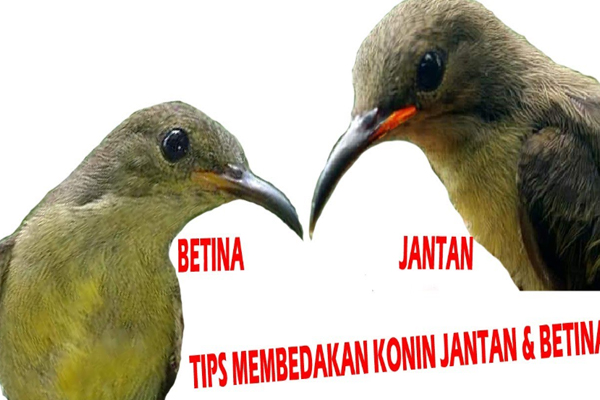 Cara bedakan konin jantan dan betina ijoan