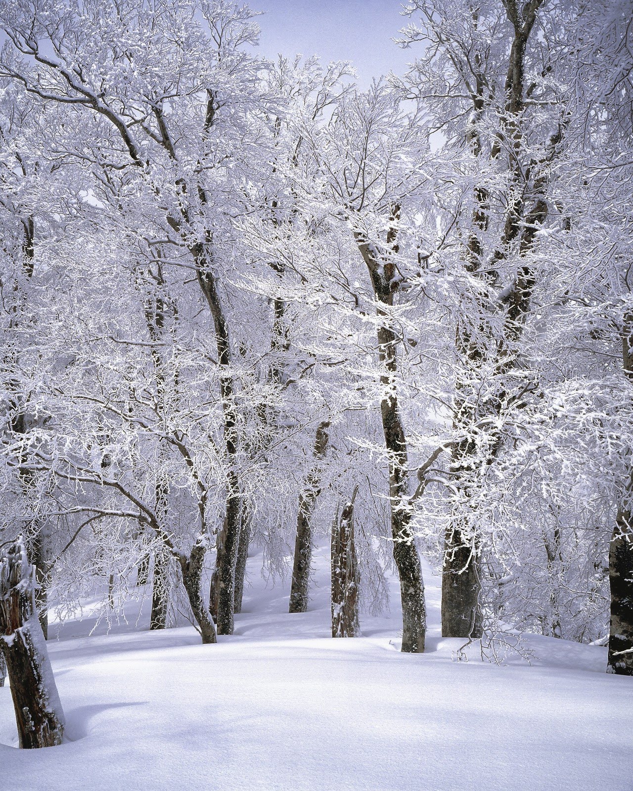 Trees Covered with Snow | Photo via Pexels.com