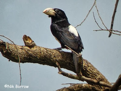 Barbudo pecho negro Pogonornis rolleti