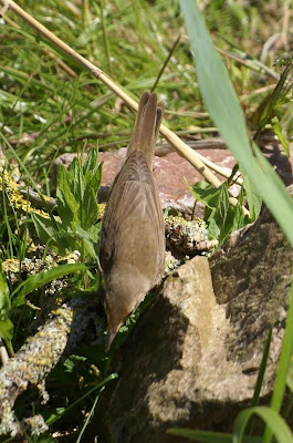 Karrekyt - Kleine Karekiet - Acrocephalus scirpaceus