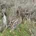 A Hybrid Dusky Grouse x Sharp-tailed Grouse