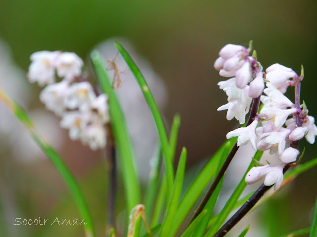 Ophiopogon planiscapus