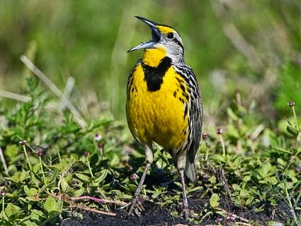 http://www.allaboutbirds.org/guide/western_meadowlark/id