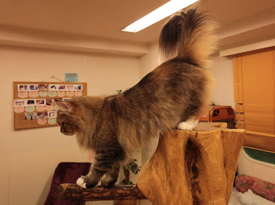 Tokyo's Cat Cafe Seen On  www.coolpicturegallery.us