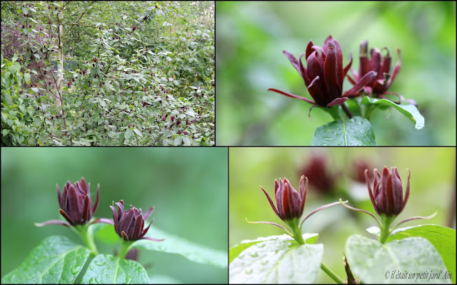 floraison printanière pourpre