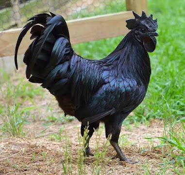 Ayam Cemani Black Chicken is one out of the most expensive foods in the world.