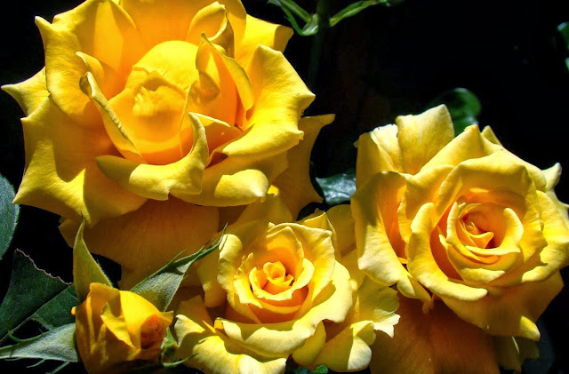 Yellow Rose Wallpapers Free Download