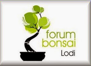 http://forumbonsailodi.forumattivo.com/