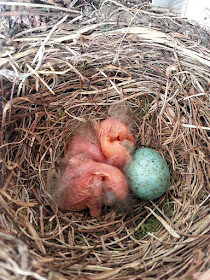 Blackbird chicks mladi kosi prvi trije