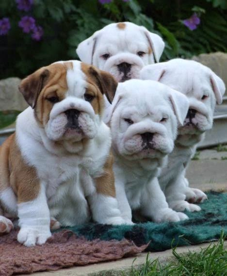 Cute puppy and dog: Cute White English bulldog puppies