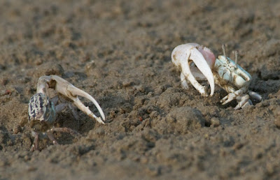 Fiddler Crab (Uca sp)