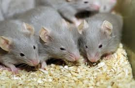 https://pestcontrolinuk.wordpress.com/2015/09/21/issues-of-mouse-control-in-milton-keynes-things-to-take-note-of/